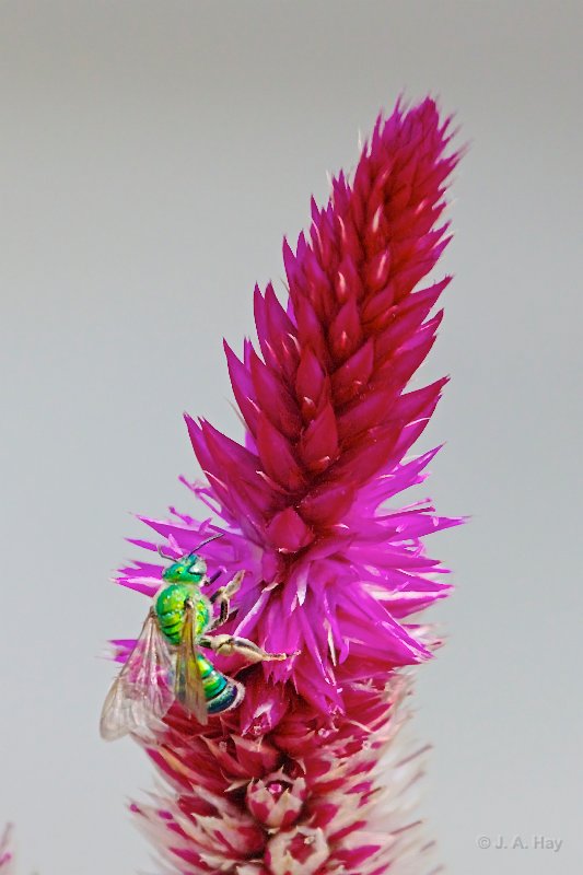  H1P9511 - Version 2
